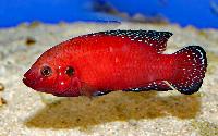 Rubricatochromis  exsul, Turkana