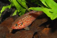Hemichromis stellifer