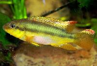 Limbochromis robertsi