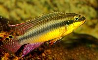 Pelvicachromis kribensis, Bidou