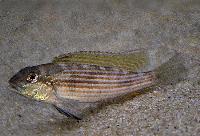 Schwetzochromis neodon