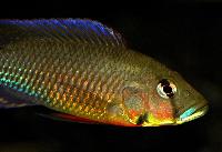 Thoracochromis callichromus 
