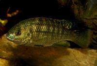 Tilapia sparrmanii
