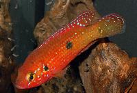 Rubricatochromis guttatus