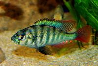 Astatotilapia sp. 'bisina'
