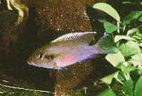 Chromidotilapia guentheri