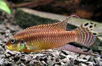 Pelvicachromis taeniatus "Kienke", hane