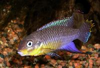 Pelvicachromis taeniatus "Kienke", hane