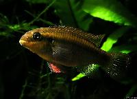 Pelvicachromis taeniatus "Kienke", hona