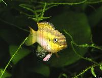 Pelvicachromis taeniatus "Kienke", hona