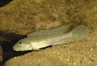 Lamprologus congoensis
