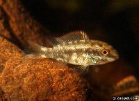 Pelvicachromis pulcher (yngel)