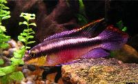 Pelvicachromis pulcher