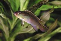 Nanochromis nudiceps