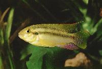 Pelvicachromis subocellatus