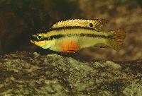 Pelvicachromis taeniatus "kumba funge"
