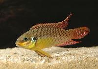 Pelvicachromis taeniatus "red"