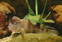 Steatocranus casuarius