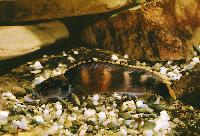 Teleogramma brichardi