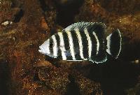 Tilapia buttikoferi