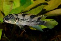 Nanochromis transvestitus