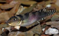 Nanochromis transvestitus