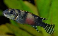 Nanochromis transvestitus