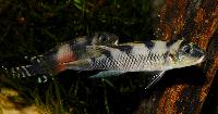 Nanochromis transvestitus