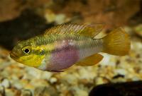 Pelvicachromis silviae