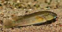 Steatocranus irvinei