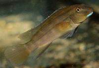 Steatocranus irvinei