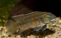 Steatocranus irvinei