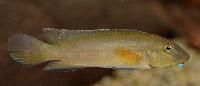 Steatocranus irvinei