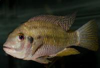 Coptodon congicus