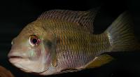 Coptodon congicus