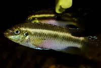 Pelvicachromis sacrimontis 