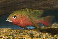 Coptodon bakossiorum