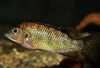 Coptodon sp. 'sanaga'