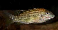Coptodon sp. 'sanaga'