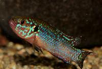 Hemichromis sp. 'neon'
