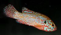 Hemichromis sp. 'neon'