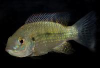 Oreochromis schwebischi