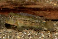 Steatocranus sp. 'red eye'