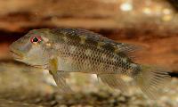 Steatocranus sp. 'red eye'