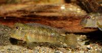 Steatocranus sp. 'red eye'
