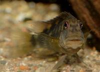 Steatocranus sp. 'red eye'