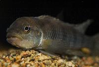 Lamprologus tigripictilis