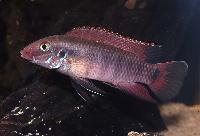 Wallaceochromis rubrolabiatus