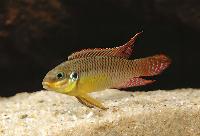 Pelvicachromis taeniatus