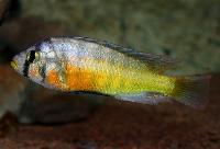 Haplochromis sauvagei